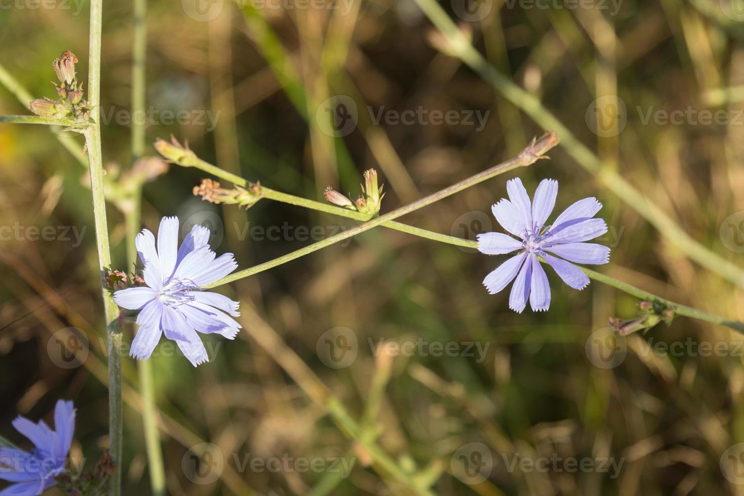 Violet wildflower spring photo