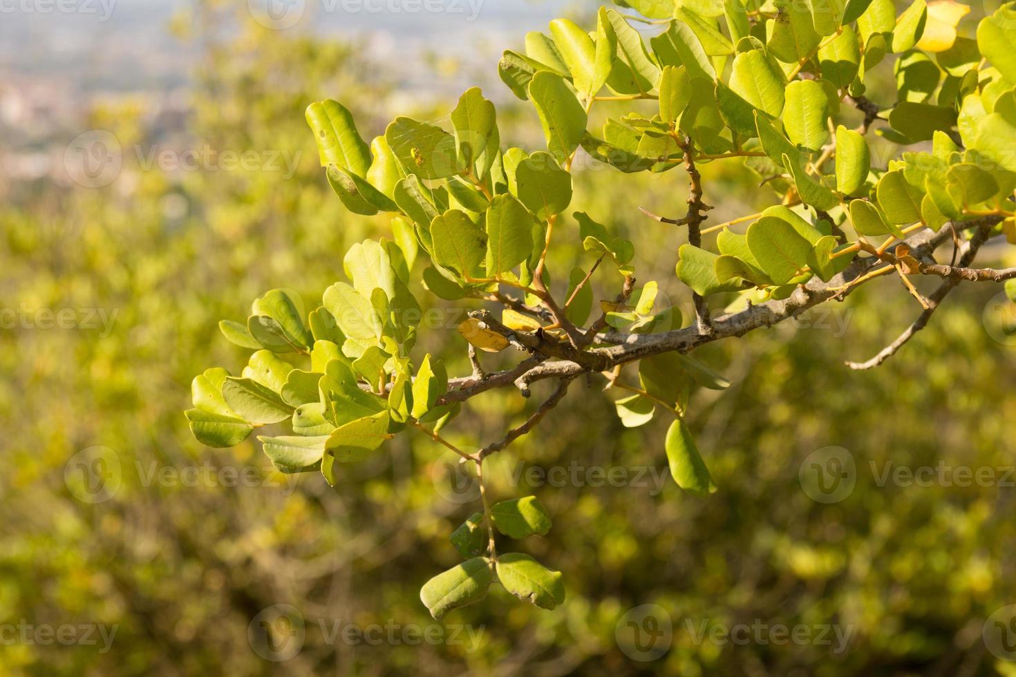 hojas verdes de hoja perenne de un árbol foto