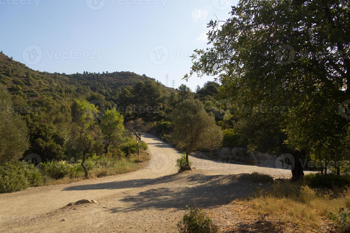 The pedestrian footpaths intersect in the park in summer in sunny weather photo