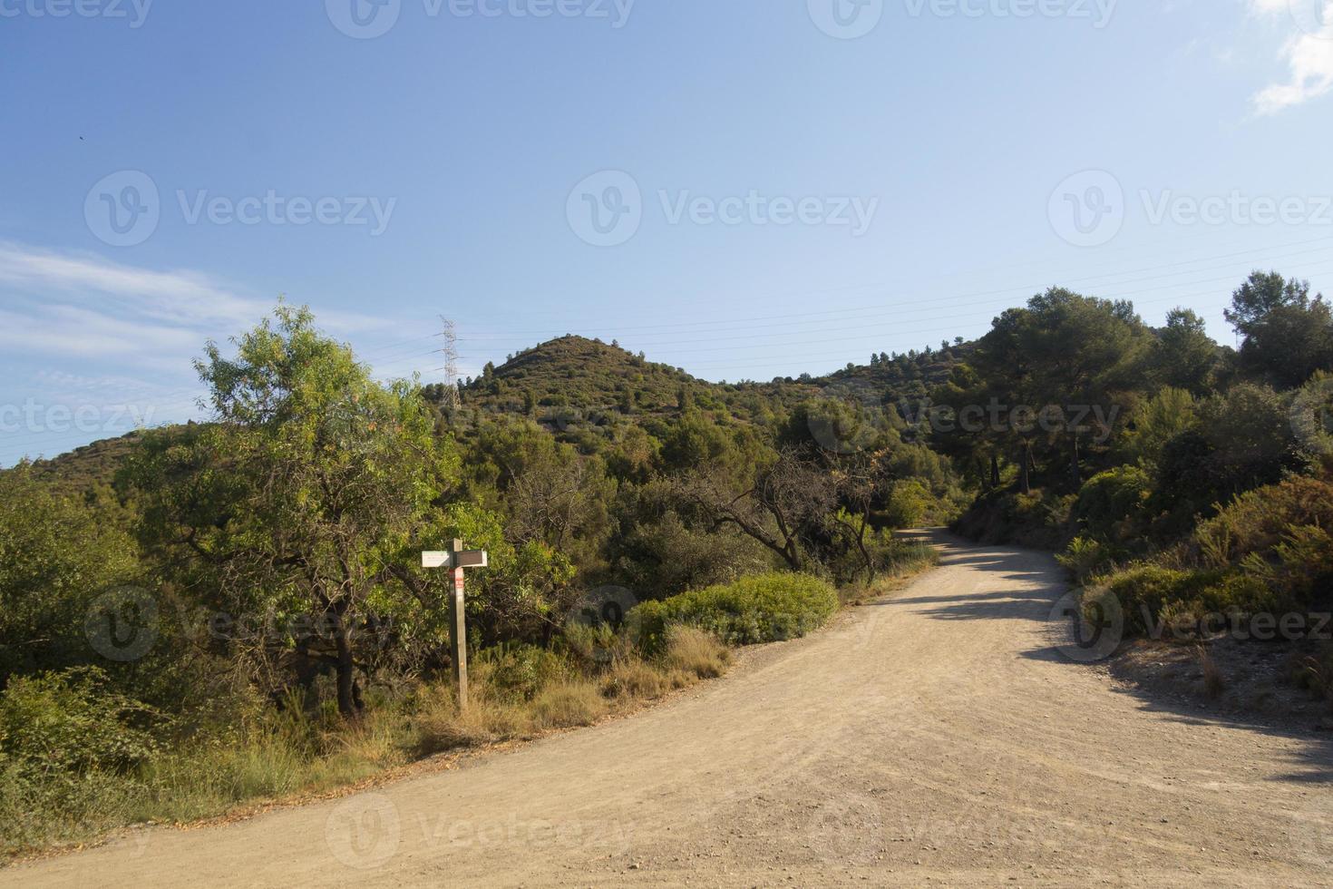 The pedestrian footpaths intersect in the park in summer in sunny weather photo