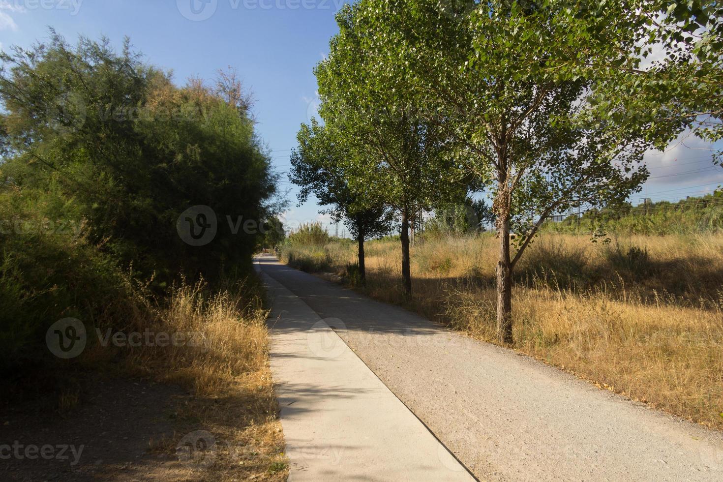The pedestrian footpaths intersect in the park in summer in sunny weather photo