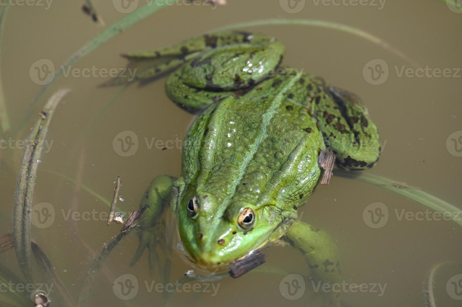 una gran rana verde junto a la orilla foto