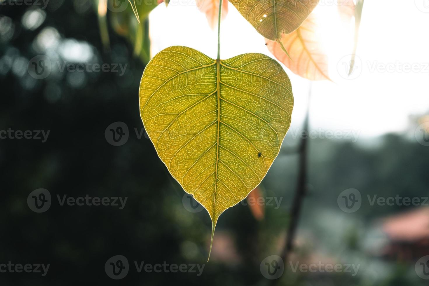 green leaves natural background photo