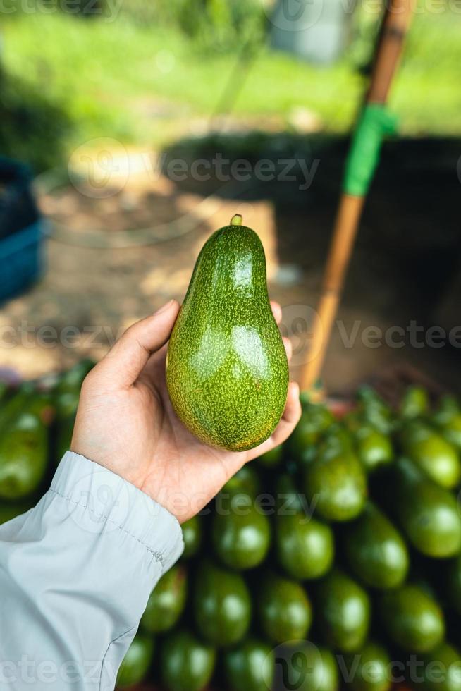 Avocados on a table at a street market photo