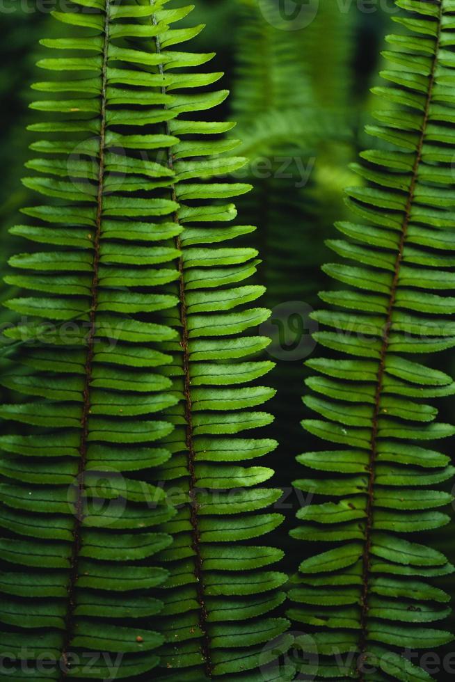 Fondo de hojas de helecho en la naturaleza foto