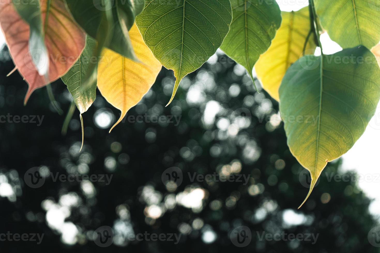 green leaves natural background photo