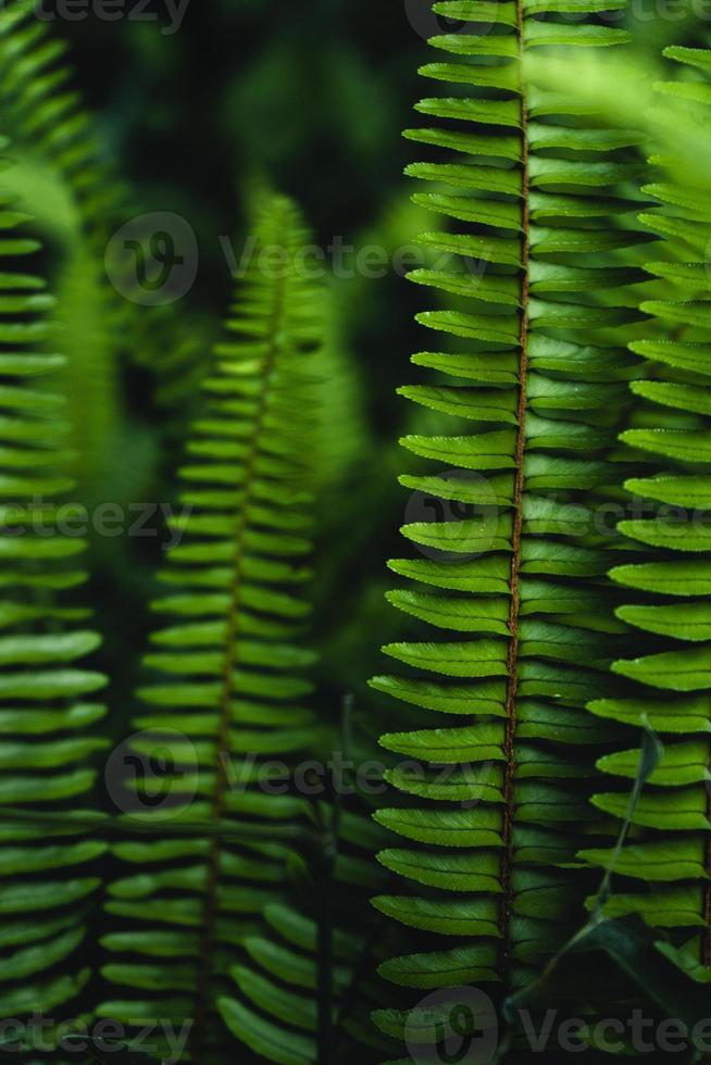 Fern leaves background in nature photo