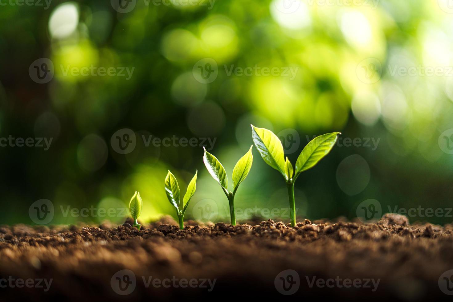 Tree Growth In nature And beautiful morning photo