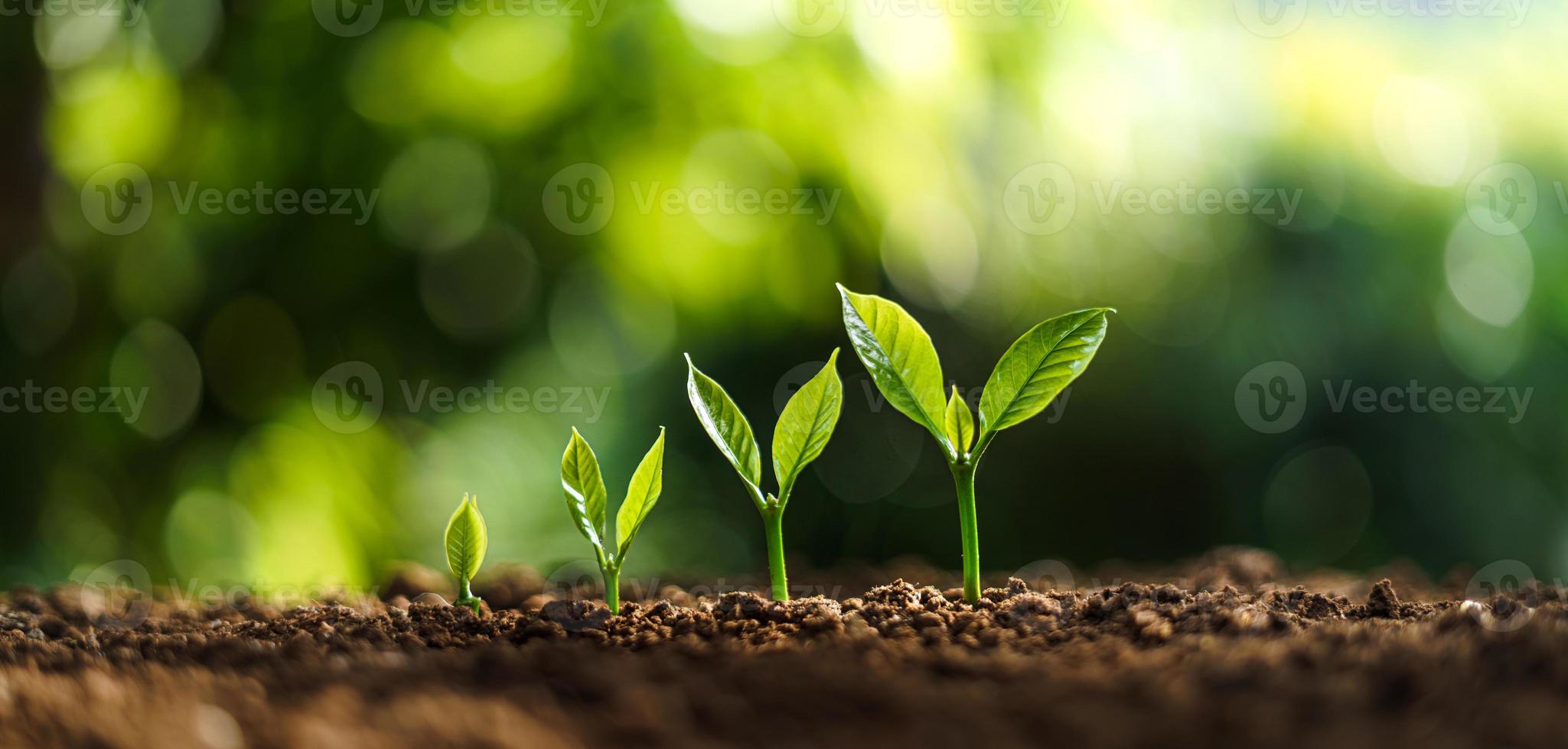 Tree Growth In nature And beautiful morning photo