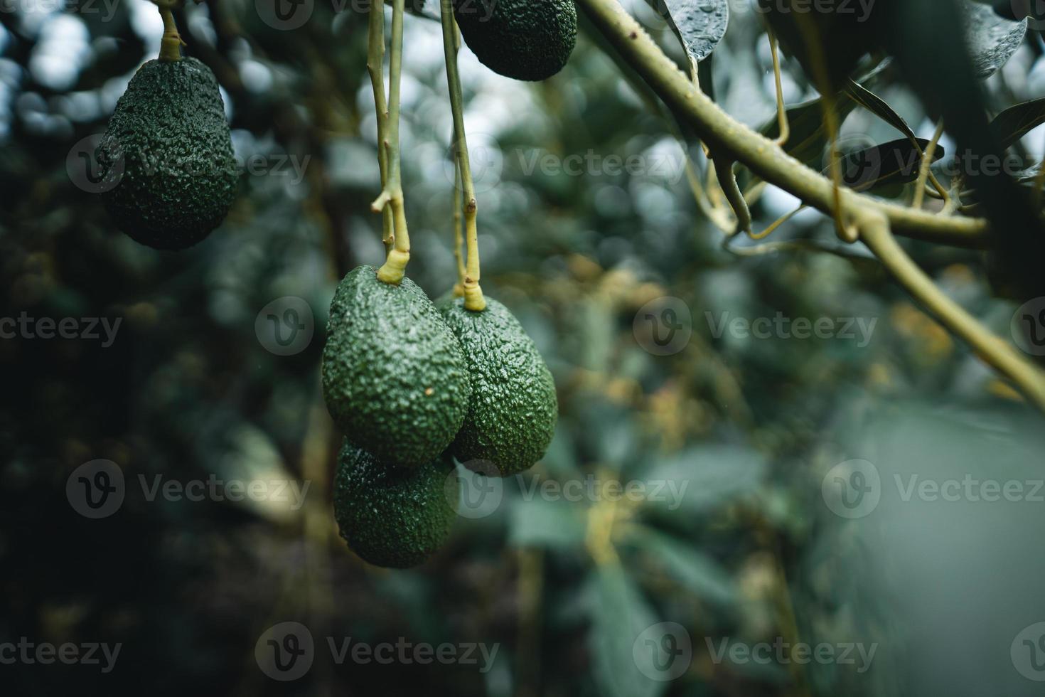 Avocados are growing in the garden. photo