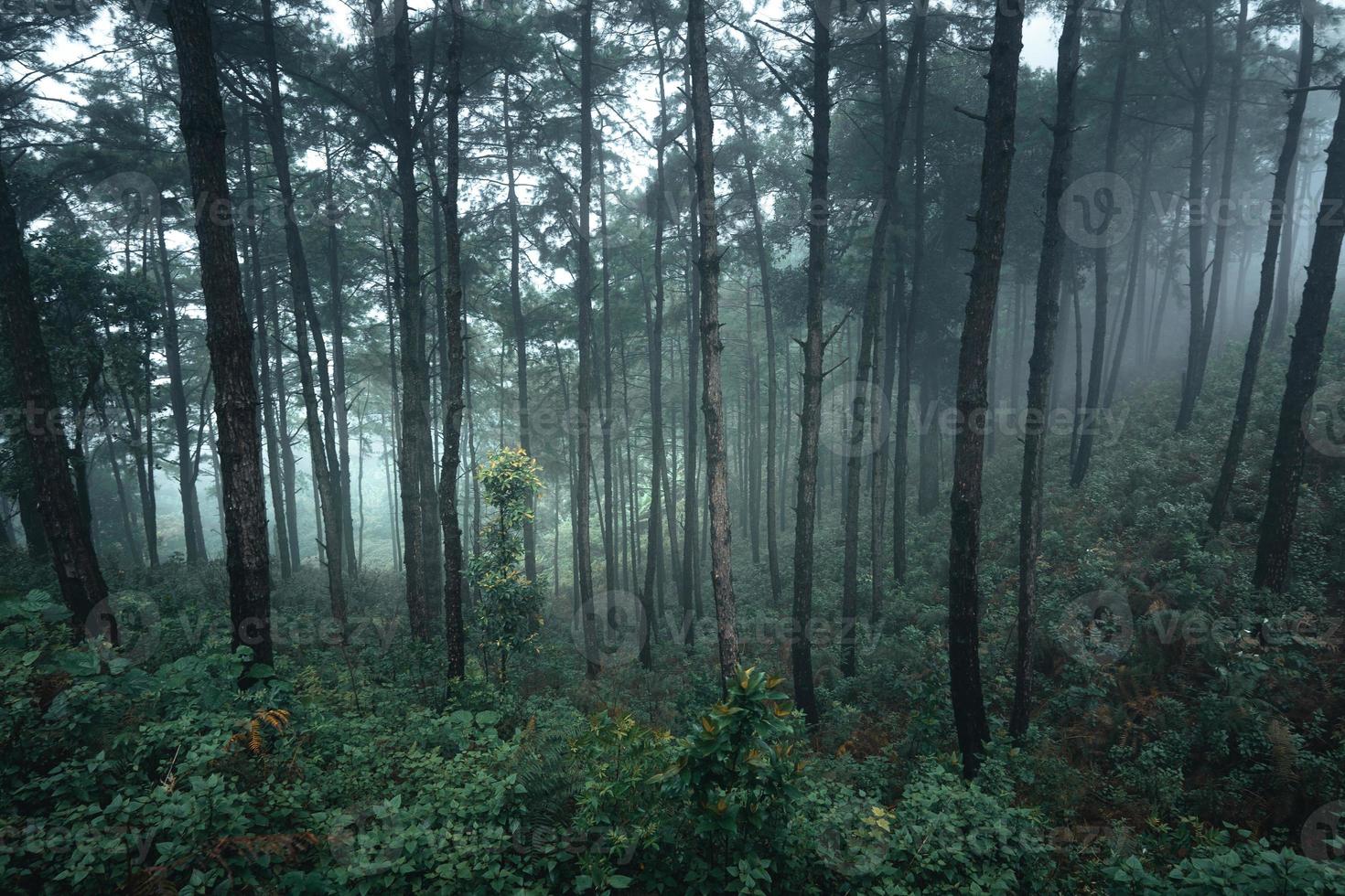 árboles en la niebla, paisaje salvaje bosque con pinos foto