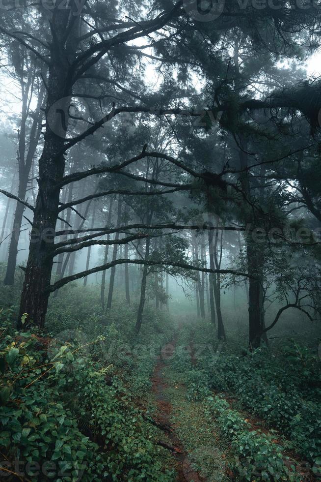 árboles en la niebla, paisaje salvaje bosque con pinos foto