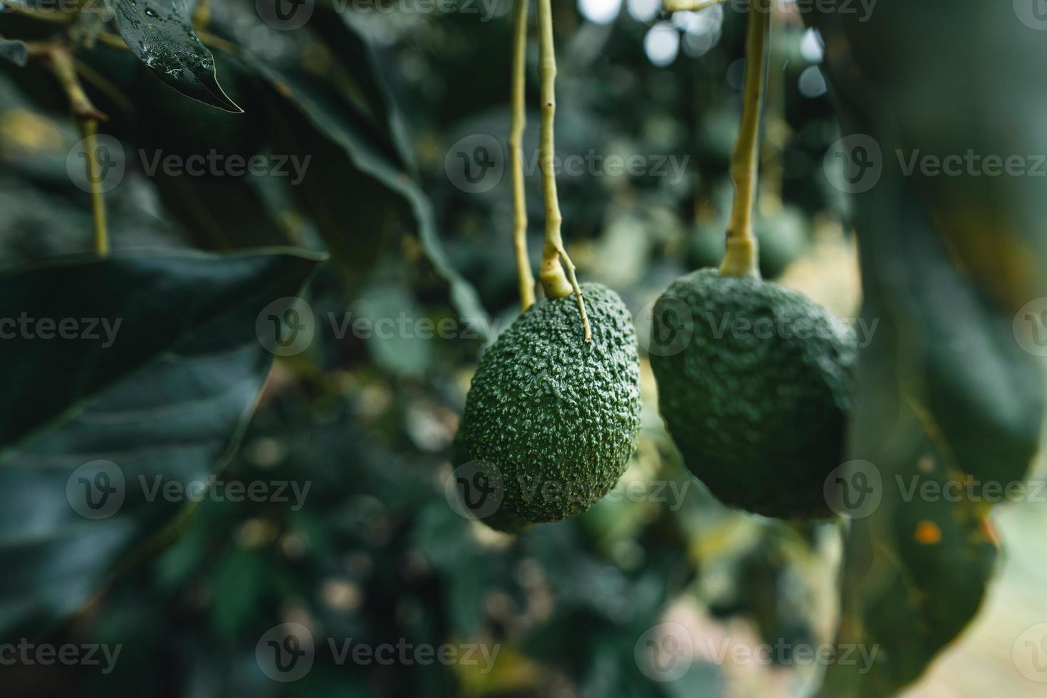 Avocados are growing in the garden. photo