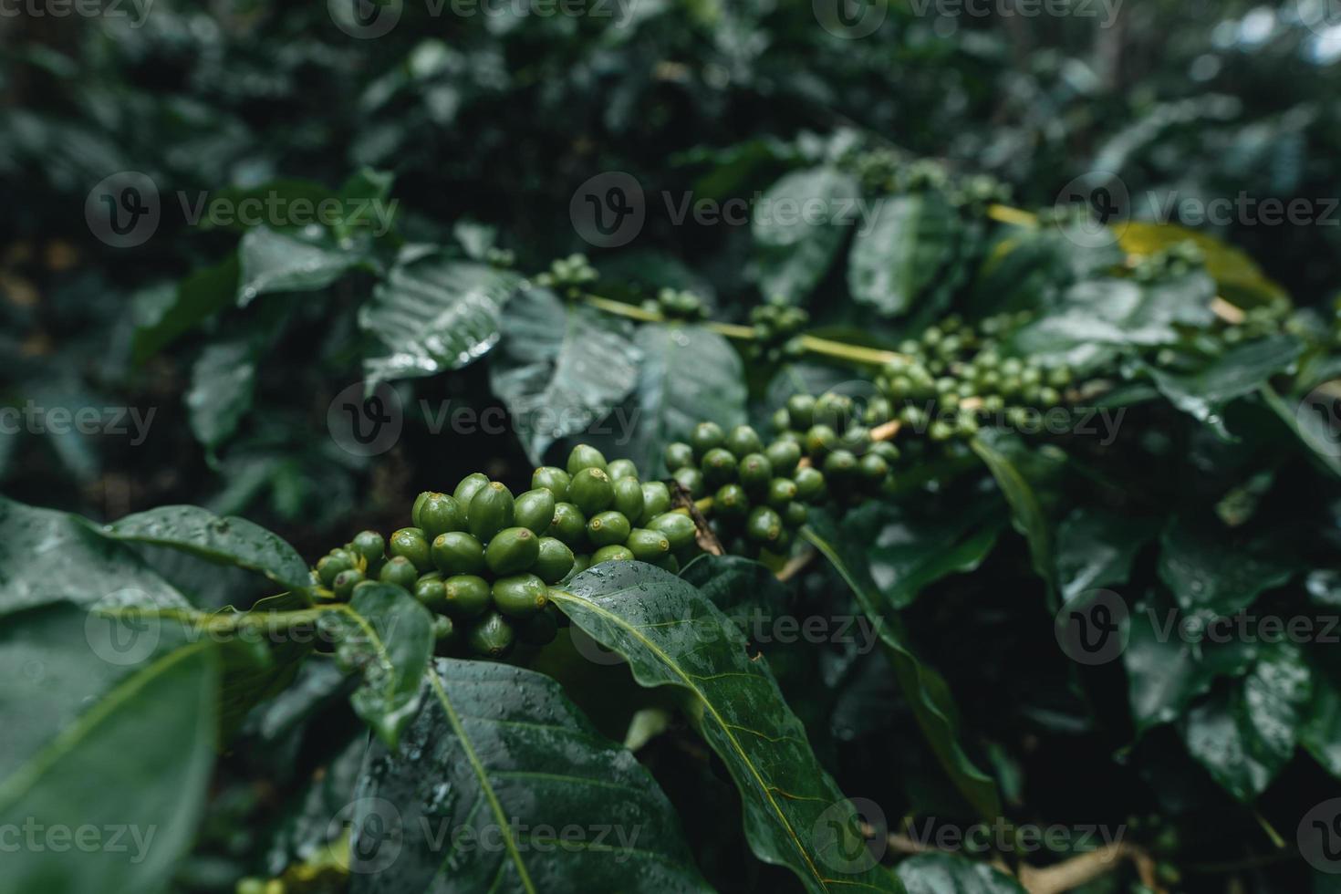 coffee plantation in tropical forest photo