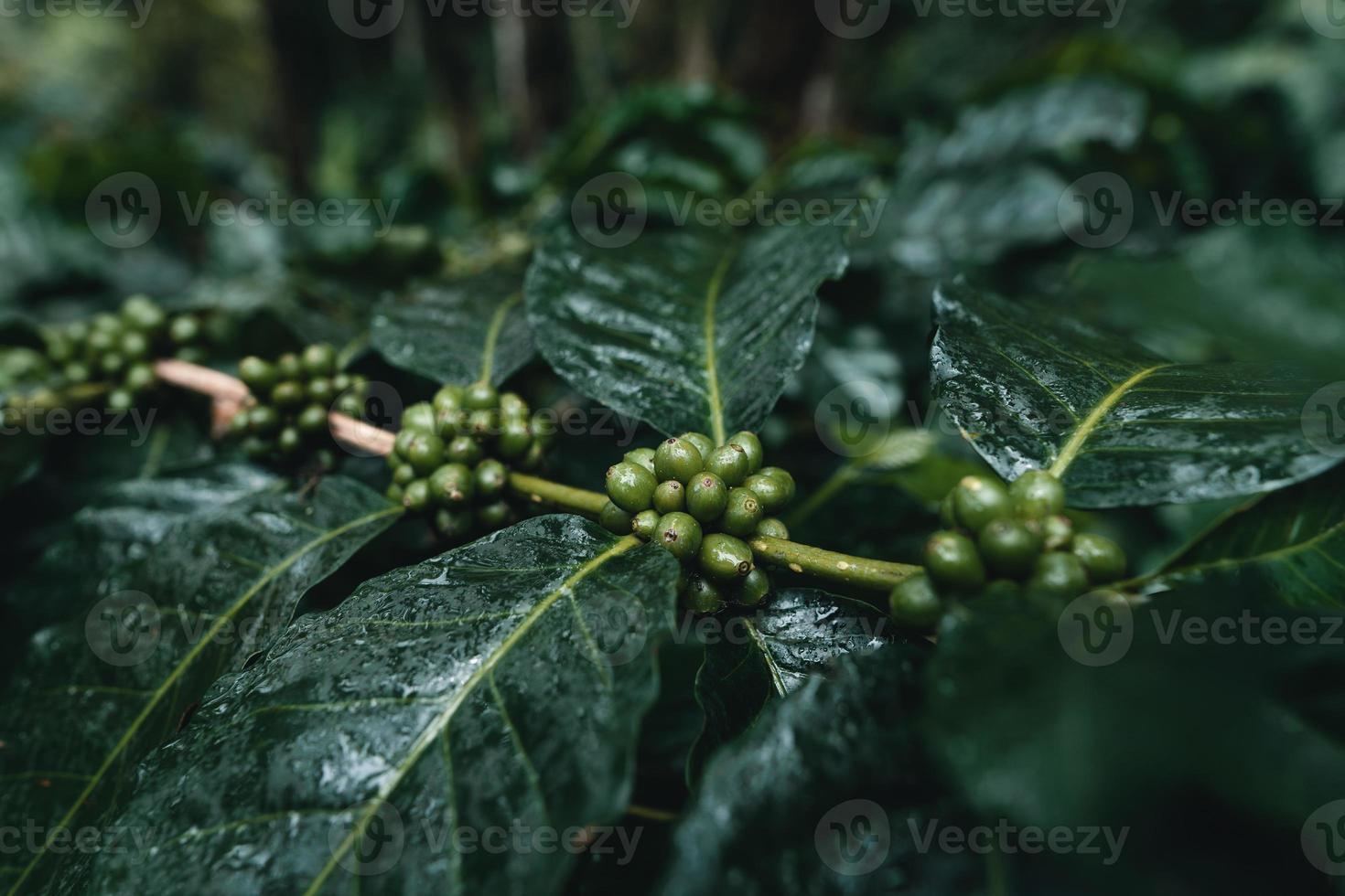 plantación de café en el bosque tropical foto