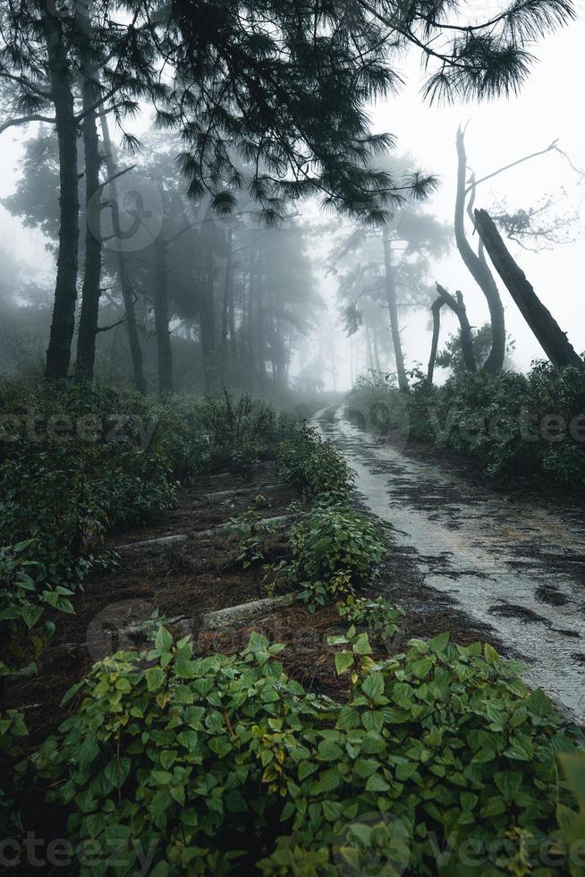 árboles en la niebla, paisaje salvaje bosque con pinos foto