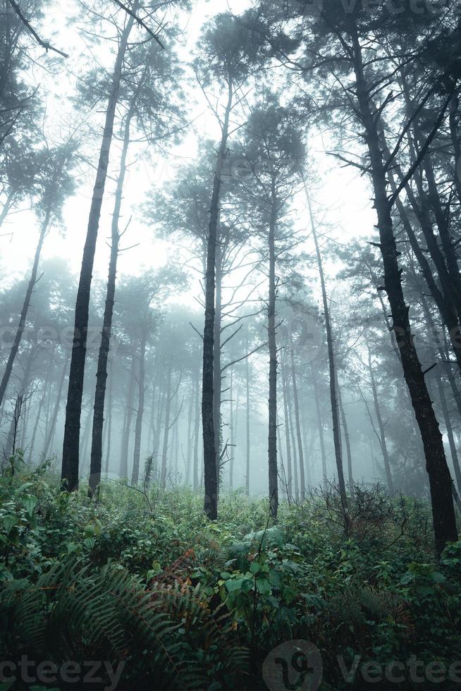 árboles en la niebla, paisaje salvaje bosque con pinos foto