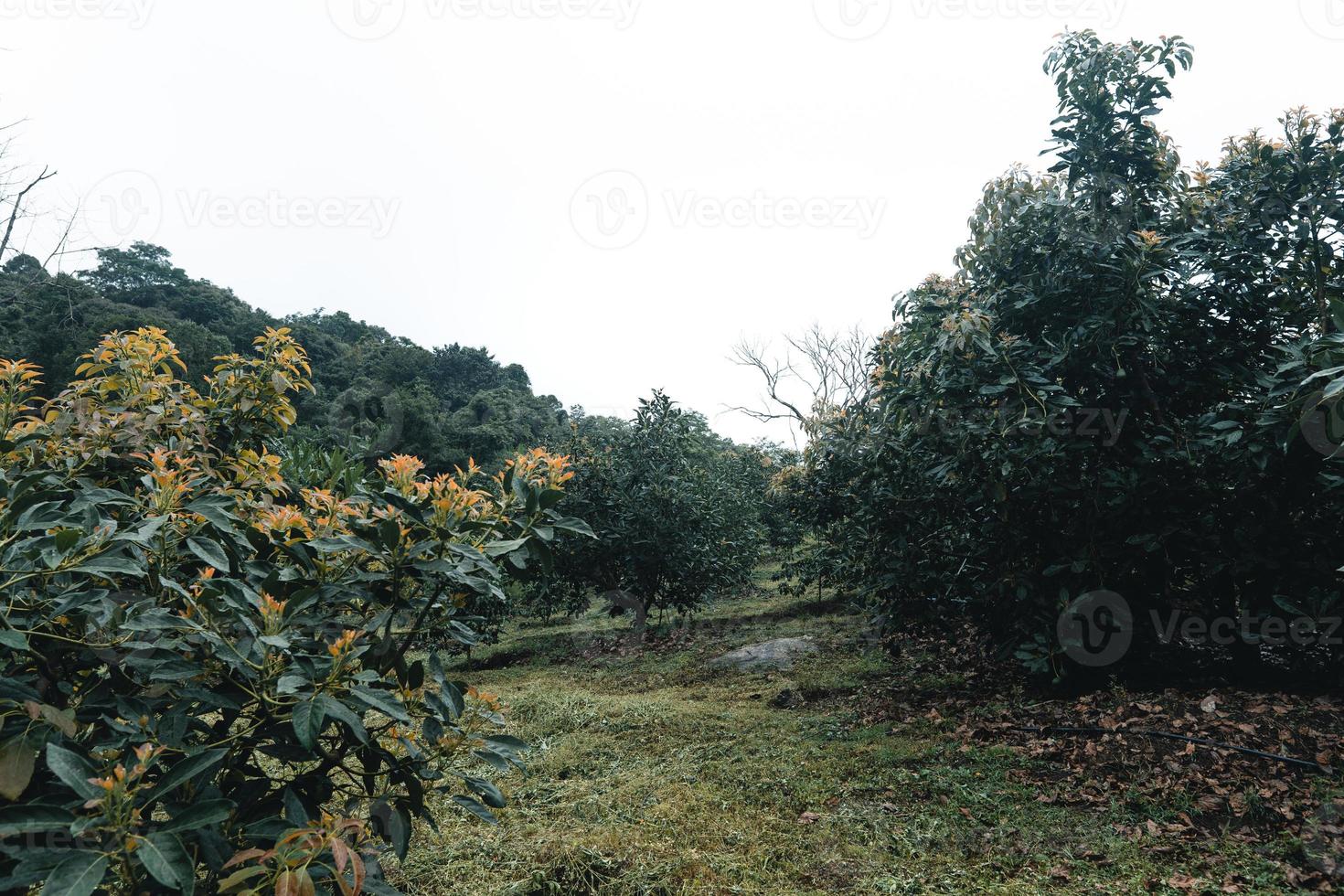 los aguacates están creciendo en el jardín. foto