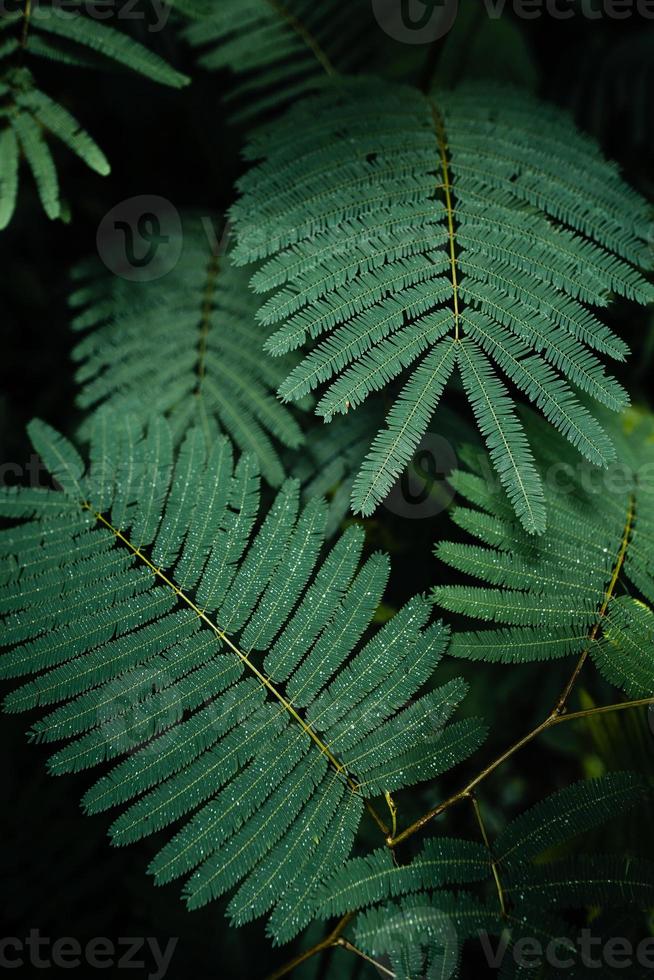 dark green leaves in the rainy season photo