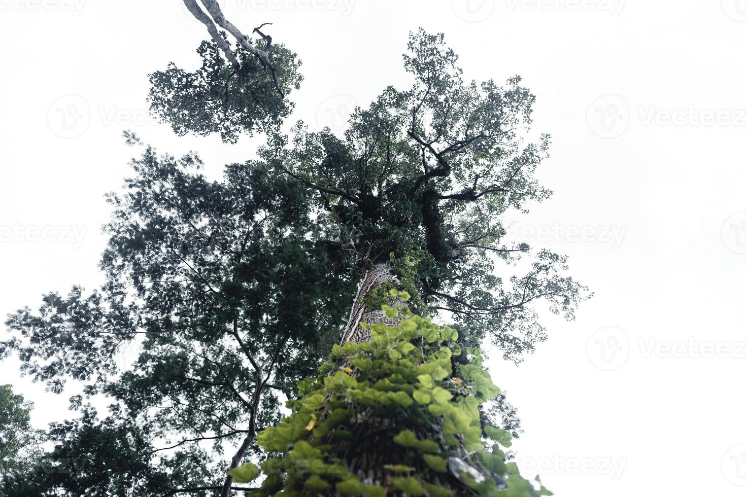 hojas en el bosque vista de ángulo bajo del bosque de hayas en primavera foto