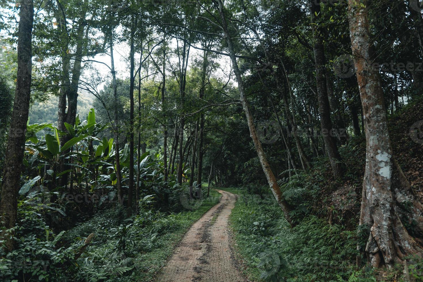 El camino hacia una aldea rural en un bosque tropical. foto