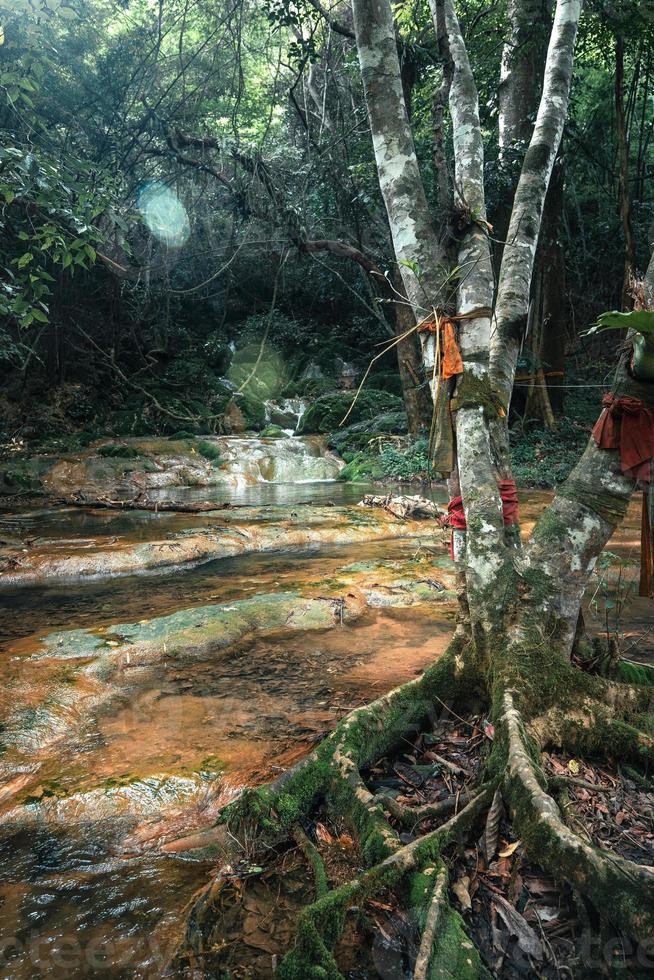cascada y musgo en la naturaleza tropical foto