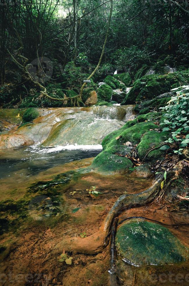 cascada y musgo en la naturaleza tropical foto