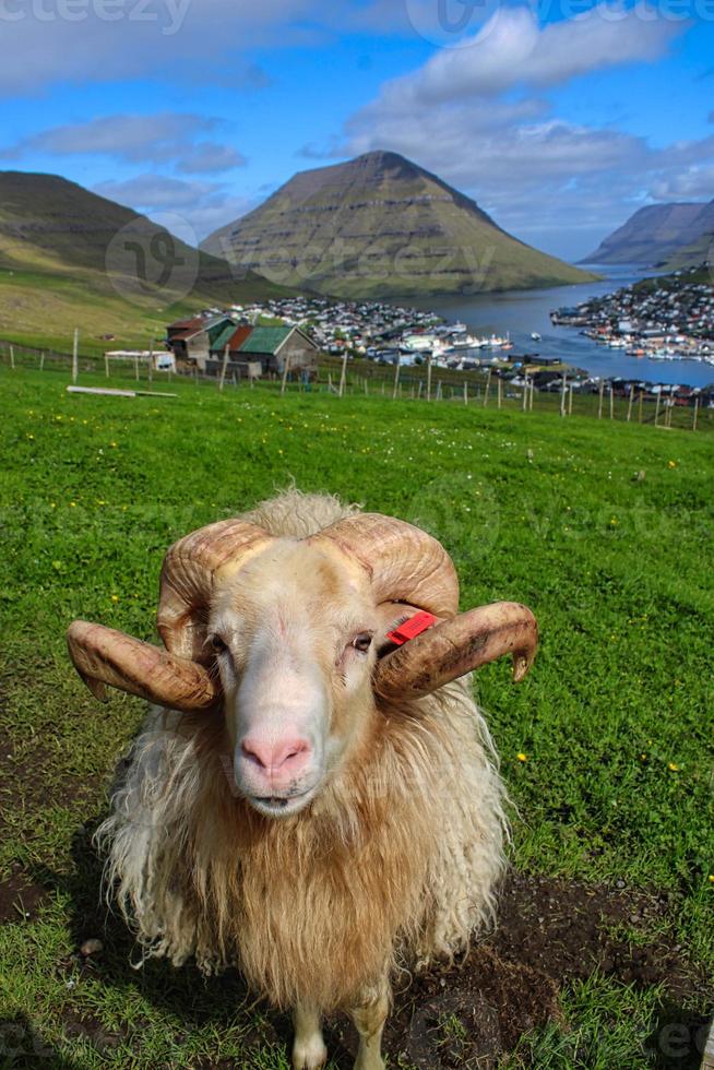 Ovejas frente al impresionante paisaje urbano de Klaksvik en las Islas Feroe foto