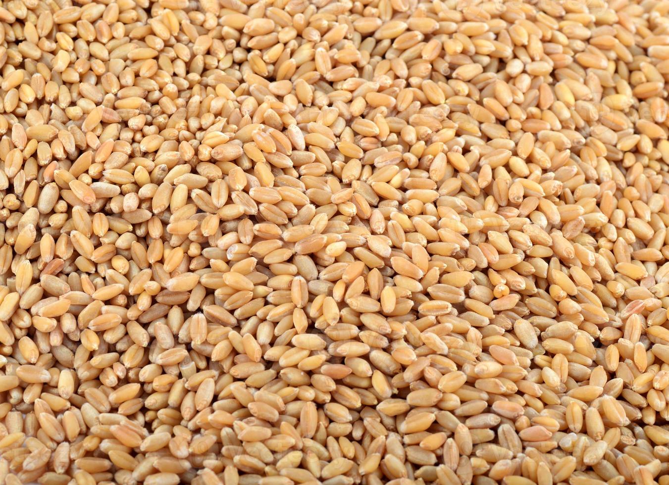 Wheat grains as agricultural background. close up. photo