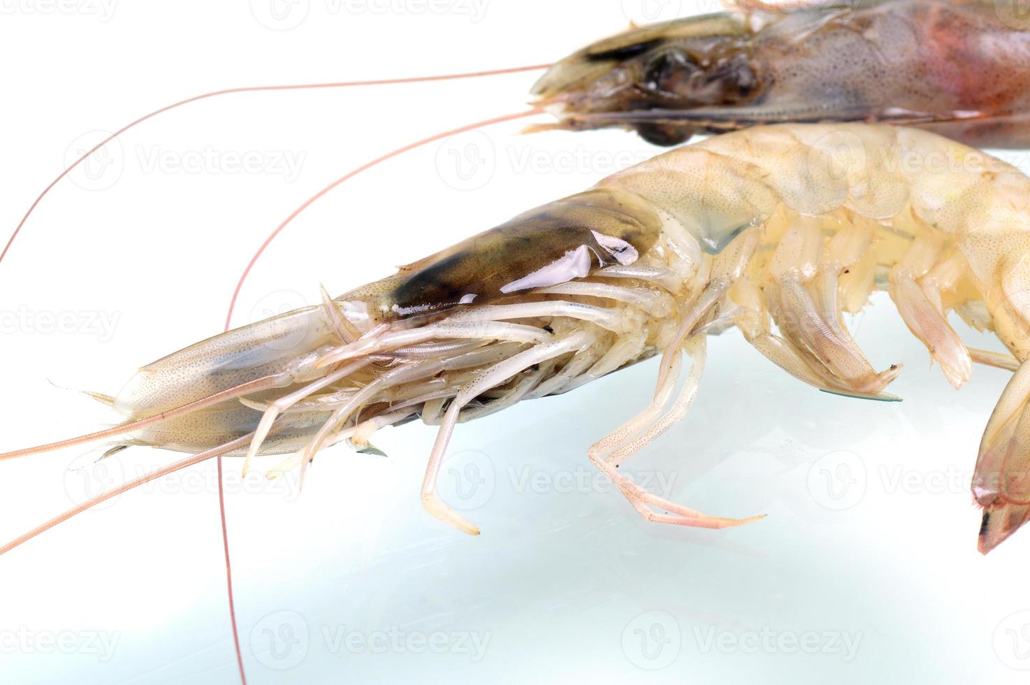 Fresh Prawn or Shrimp Isolated on white background photo