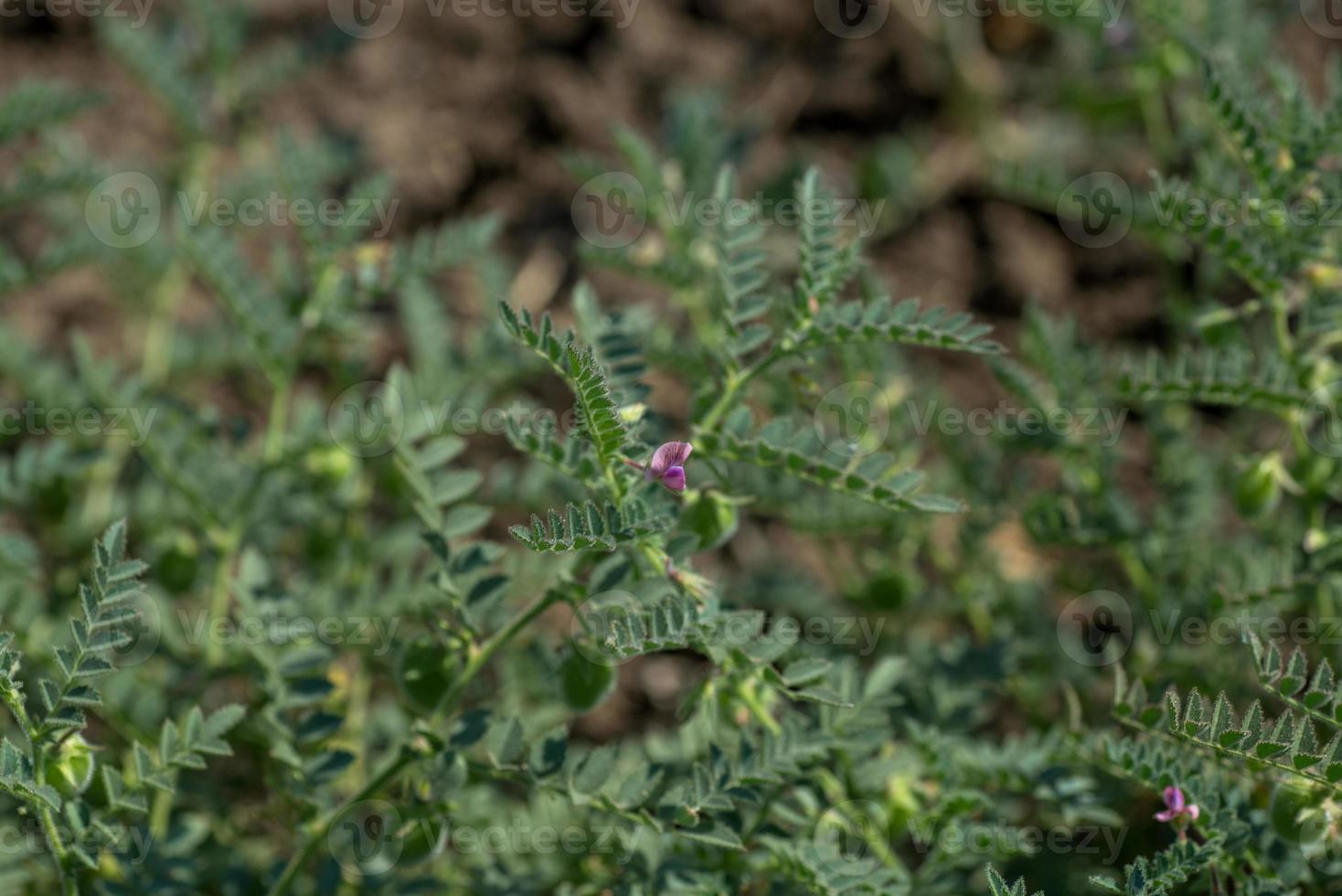 vaina de garbanzos con plantas jóvenes verdes en el campo agrícola, primer plano. foto