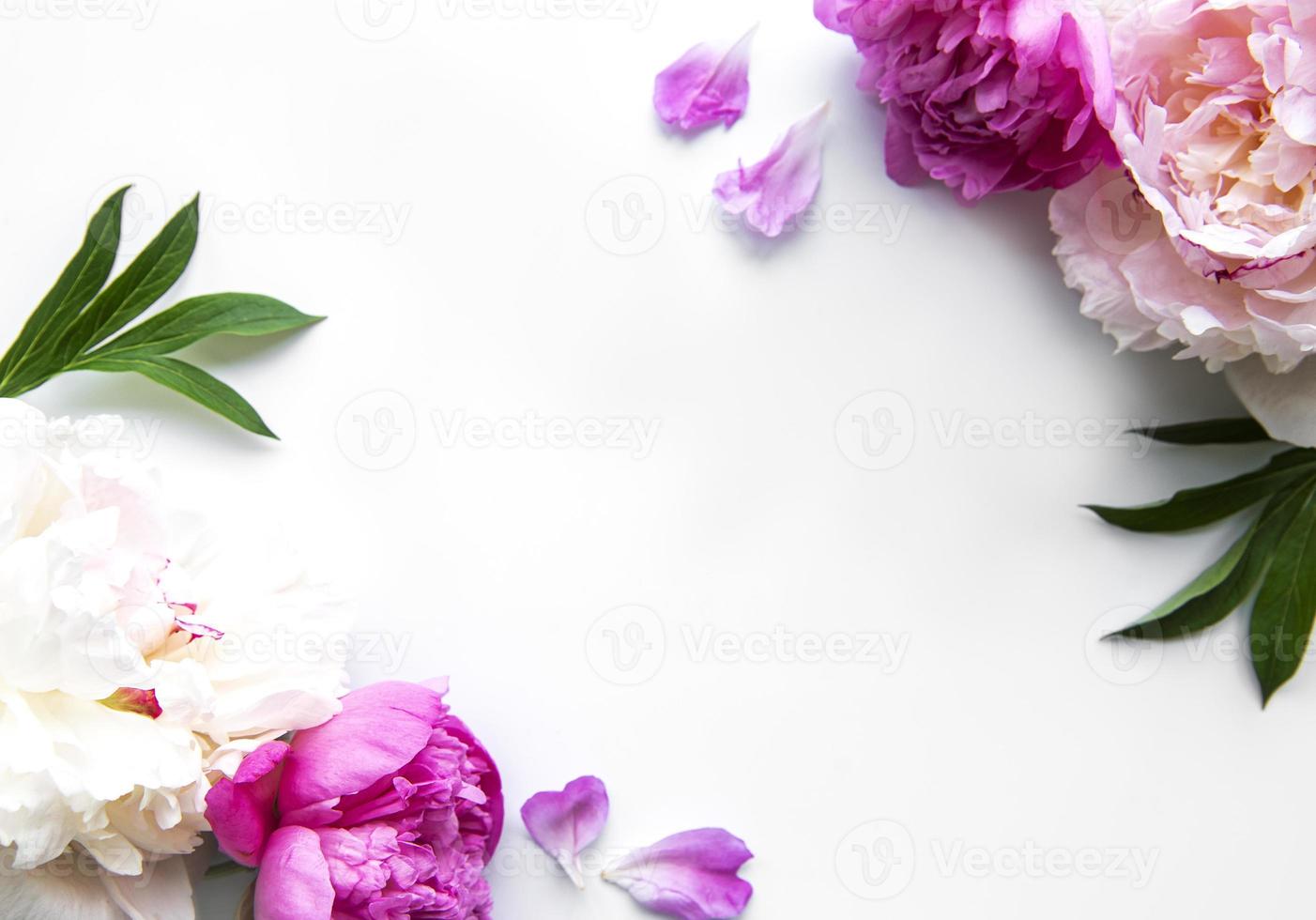 Peony flowers on a white background photo