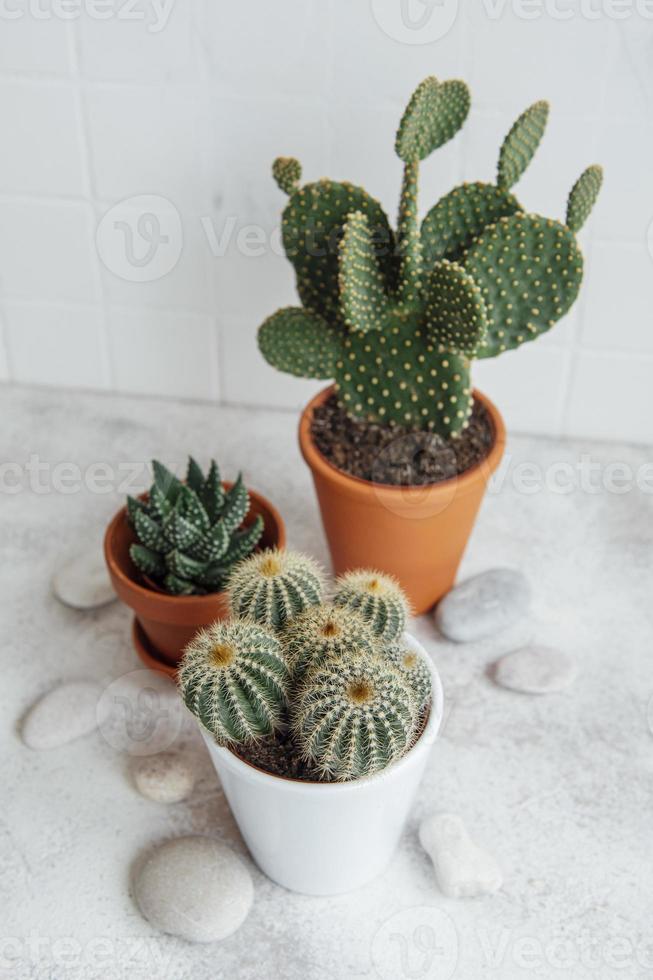 cactus y plantas suculentas en macetas sobre la mesa foto