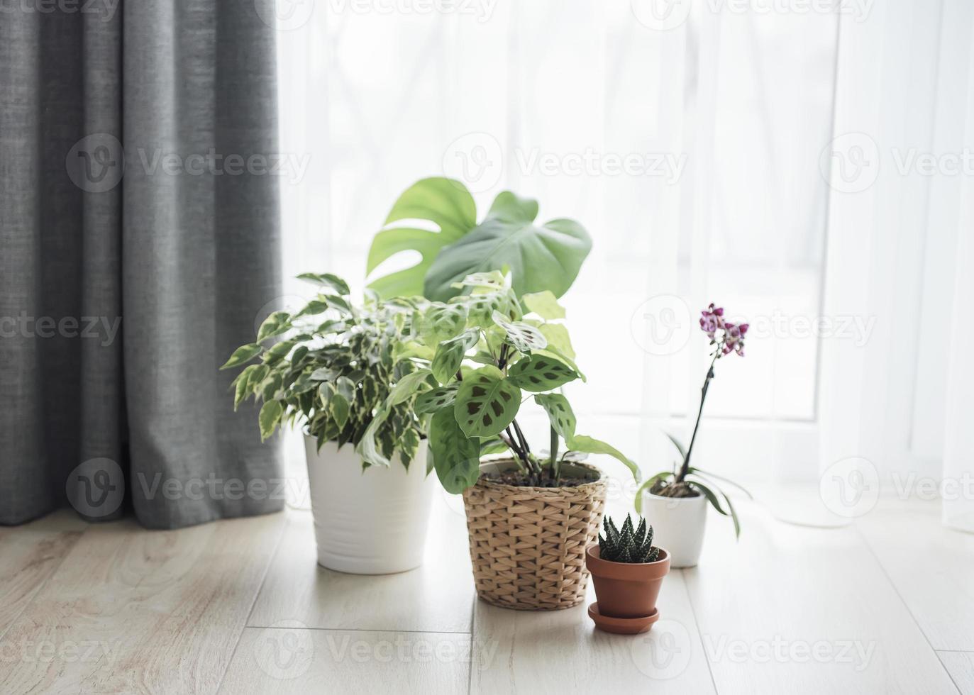 Different house plants on the floor photo
