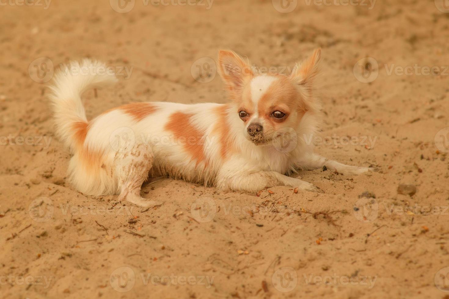 chihuahua puppy on the beach sand. Chihuahua dog lies on the sand. photo