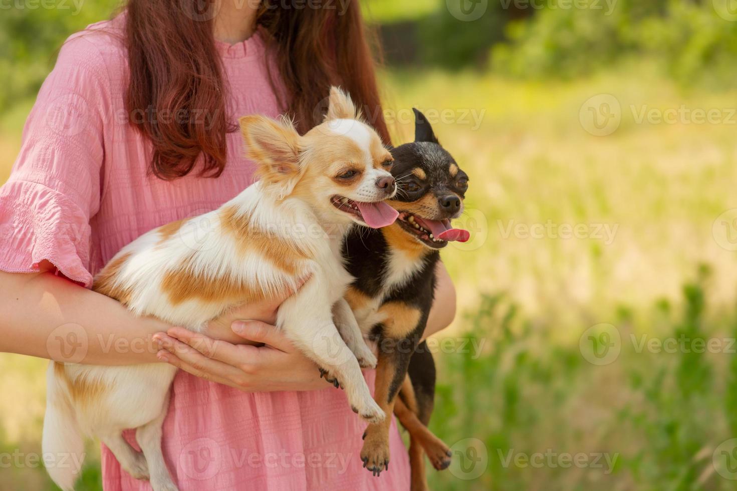 dos perros chihuahua en brazos. caminar con mascotas. perro blanco y negro con lengua que sobresale. exterior foto