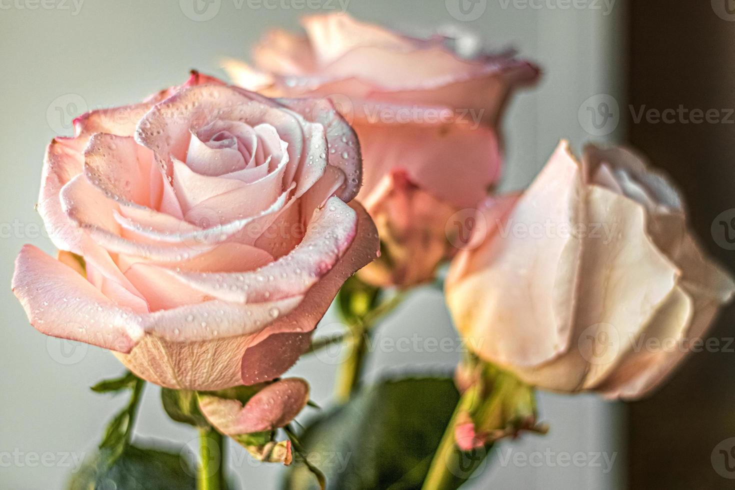 un ramo de flores rosas rosadas. el concepto del día de san valentín, cumpleaños, día internacional de la mujer. diseño de vacaciones. foto
