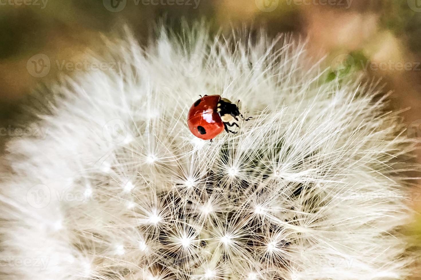 Red ladybug on a white dandelion. Fluffy photo