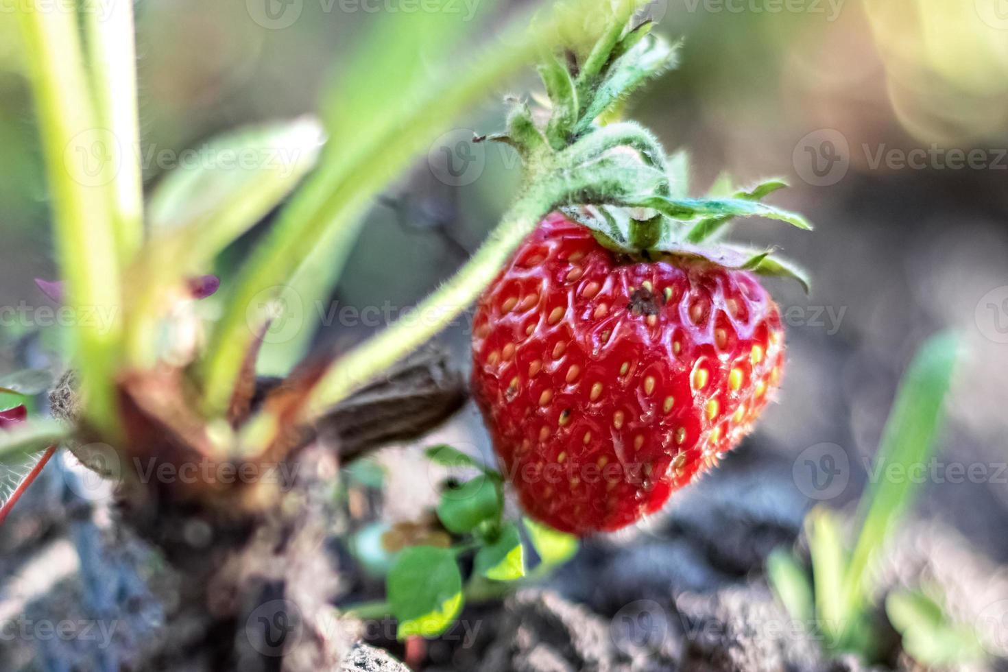 On a blurred background, ripe red strawberries on a bush in the garden. photo