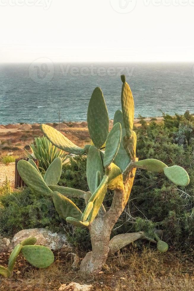Cactus on the background of the Mediterranean coast photo
