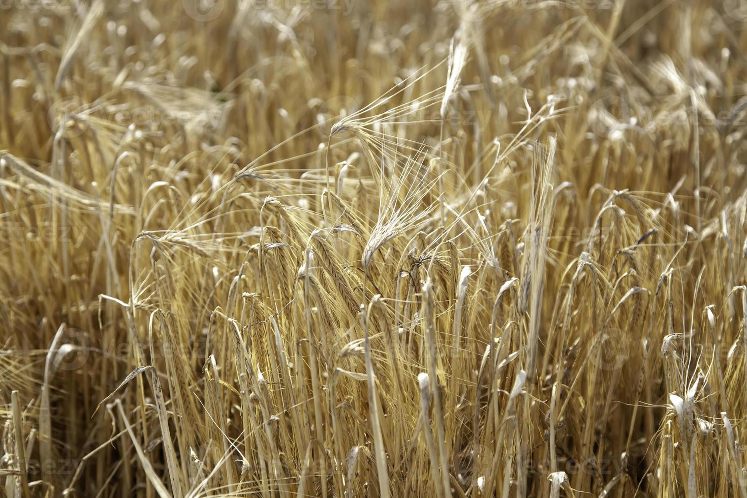 agricultura de campo de trigo foto