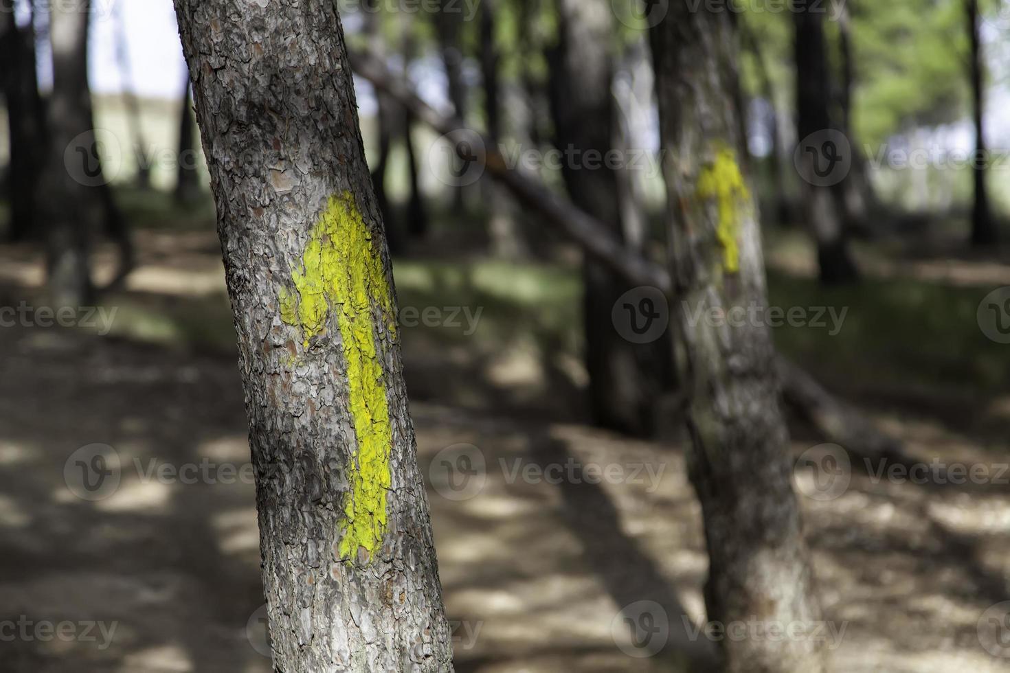 flecha camino santiago arbol foto