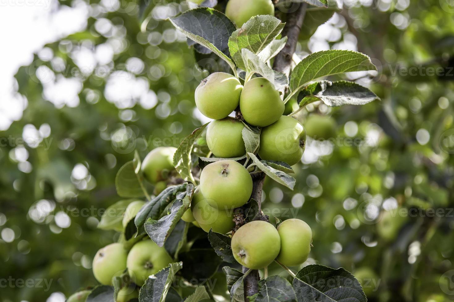 manzano con frutas foto