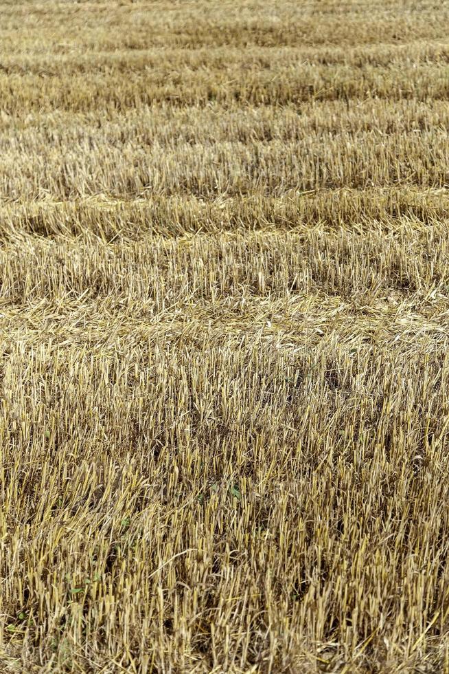 agricultura de campo de trigo foto