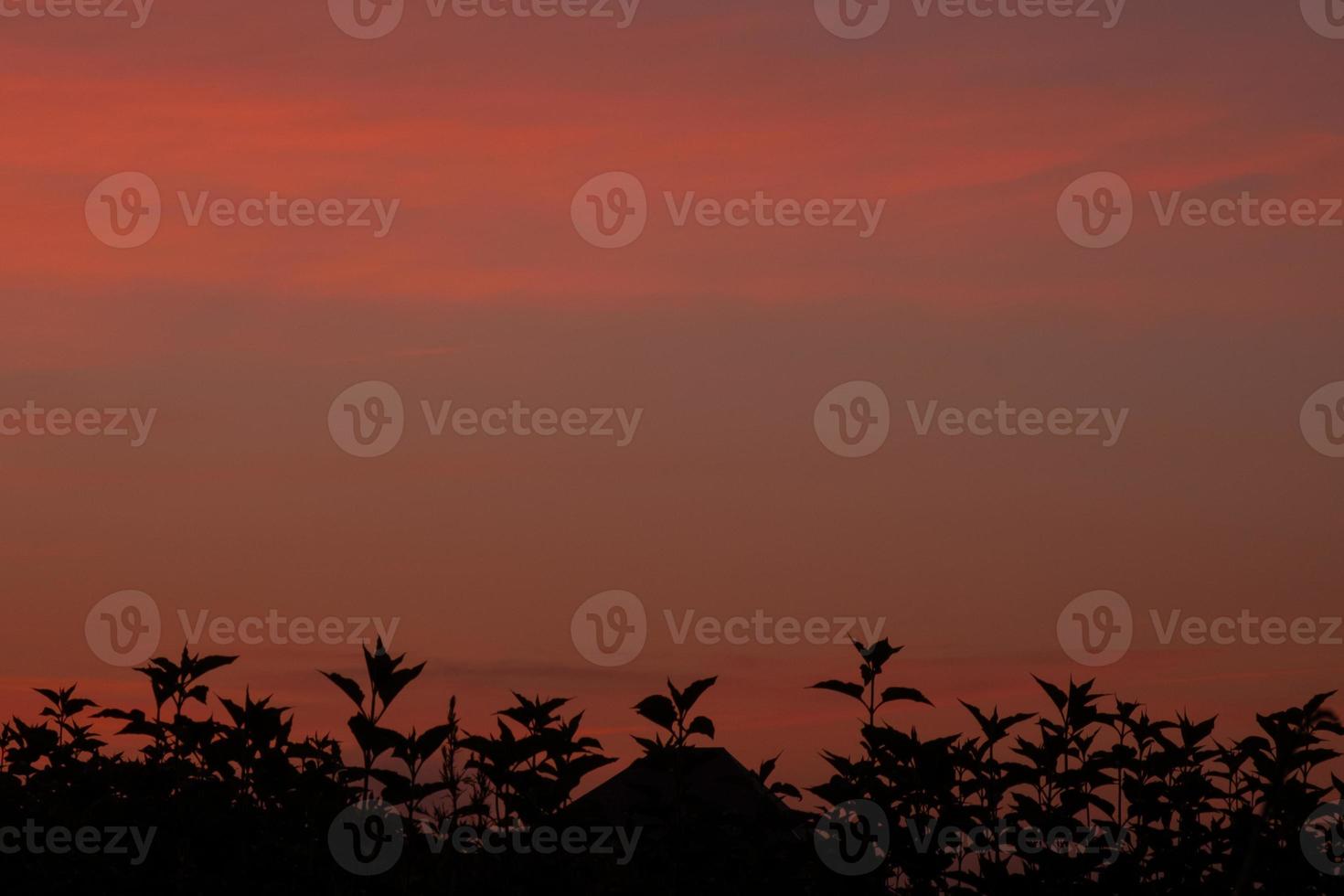 hermoso amanecer de la mañana cielo de color naranja púrpura en un campo de girasoles foto