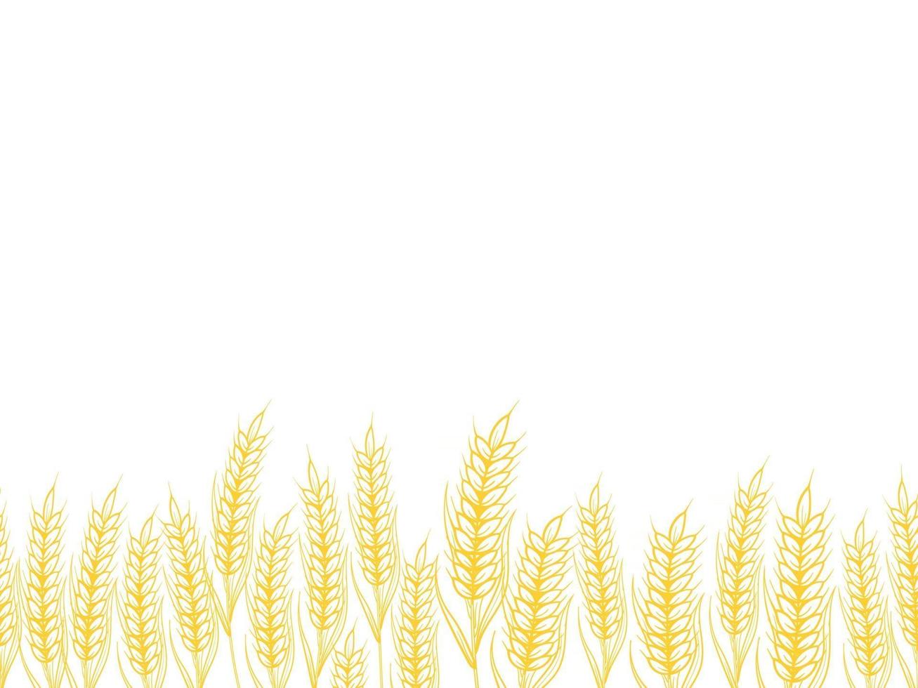 Seamless pattern barley background Wheat in the field vector