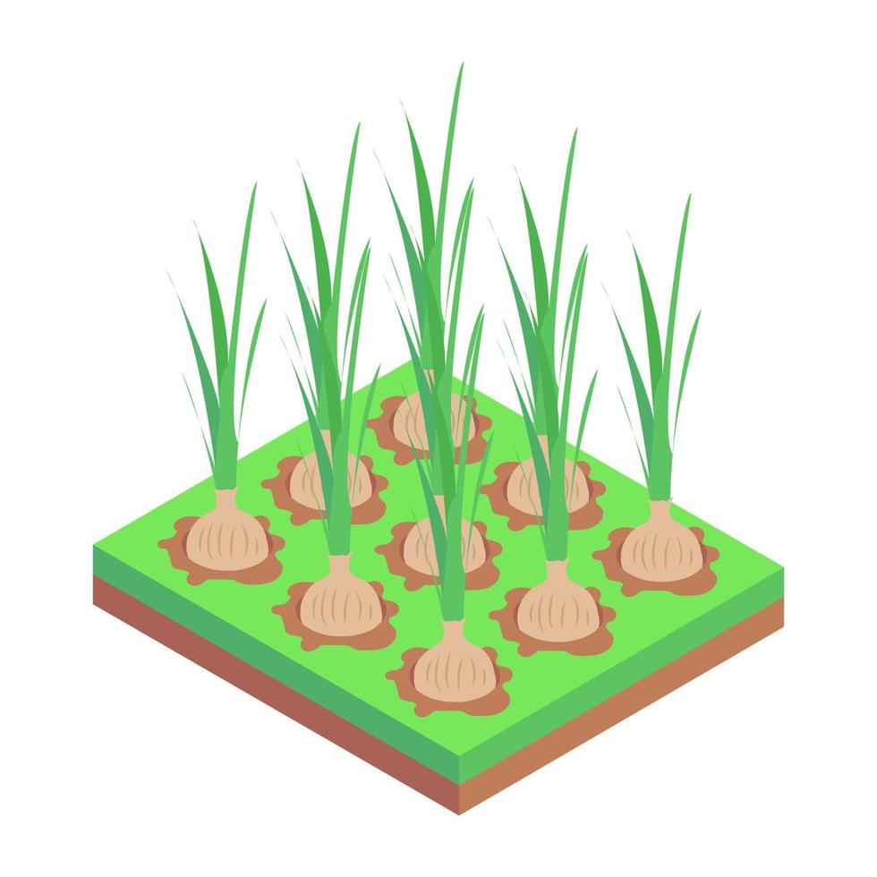 Onion Crops and Agriculture vector