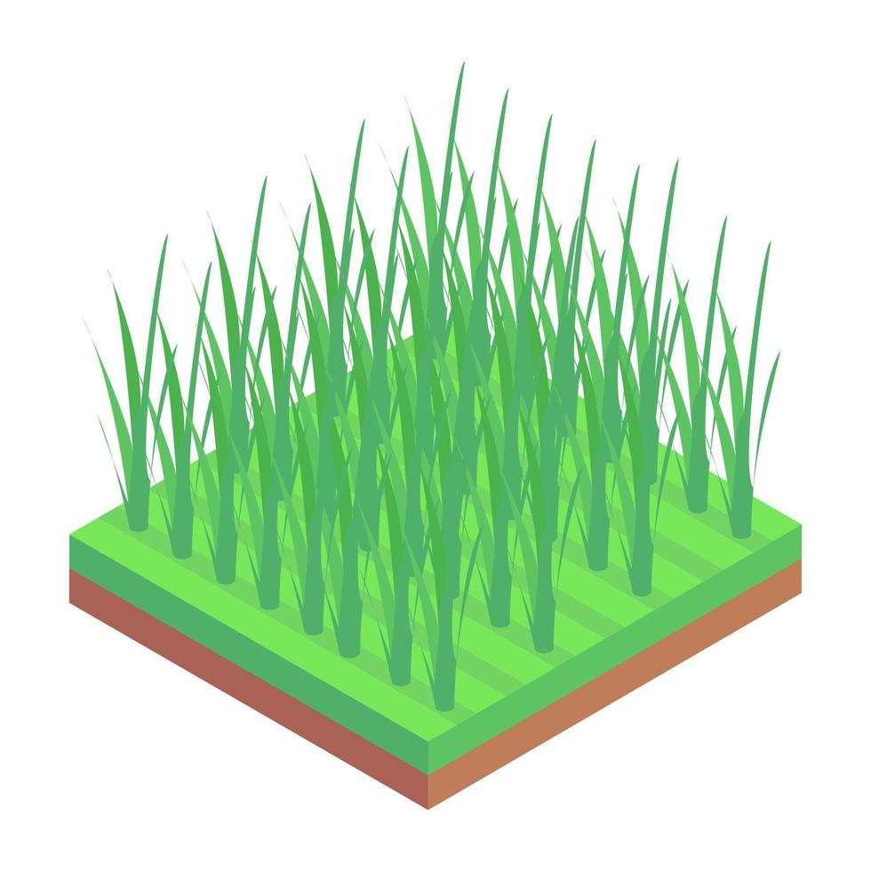 plantaciones de arroz y campos. vector