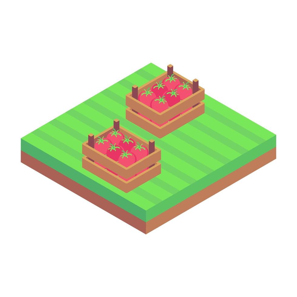 Tomato Harvesting Farm vector
