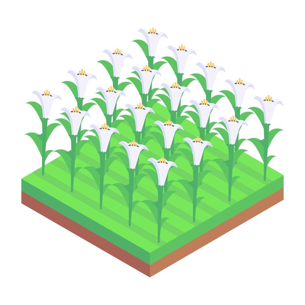 campos de lirios de arum vector